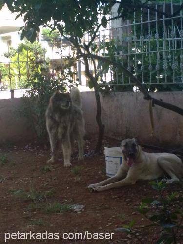 babadost Erkek Kangal