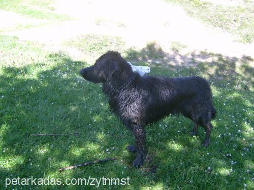 zeytin Erkek Golden Retriever