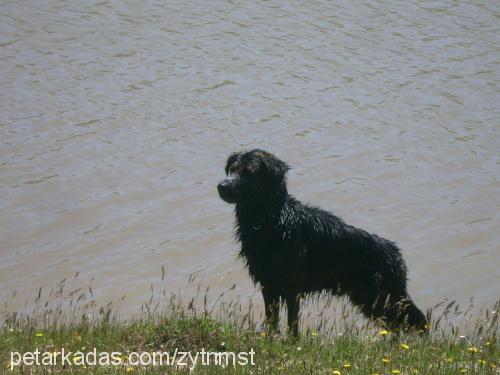 zeytin Erkek Golden Retriever