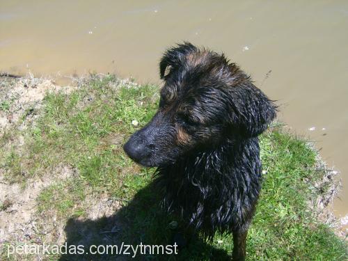 zeytin Erkek Golden Retriever