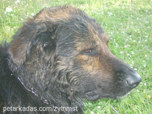 zeytin Erkek Golden Retriever