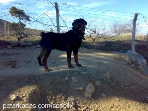 haşin Erkek Rottweiler