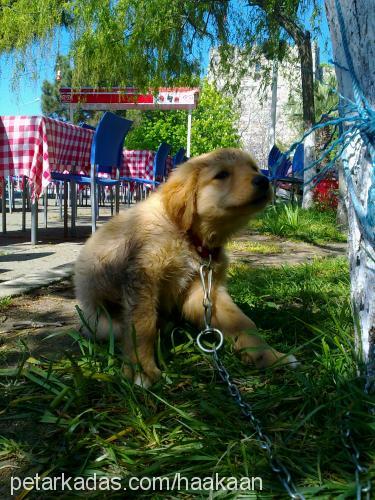 pufy Dişi Golden Retriever