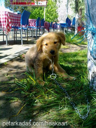 pufy Dişi Golden Retriever