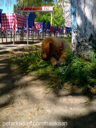 pufy Dişi Golden Retriever