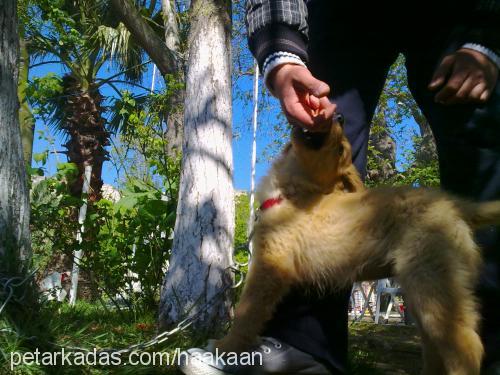 pufy Dişi Golden Retriever