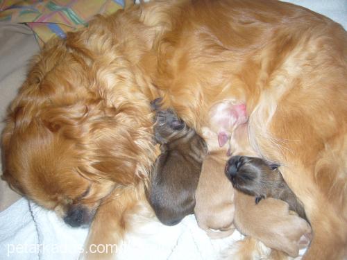 torunlarım Erkek Tibetli Spaniel