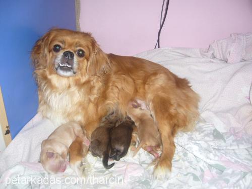 torunlarım Erkek Tibetli Spaniel