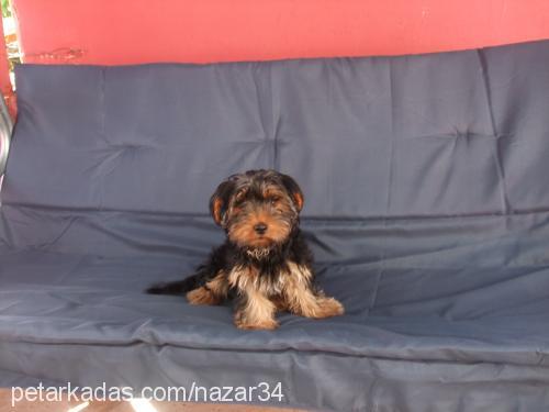 badem Erkek Yorkshire Terrier