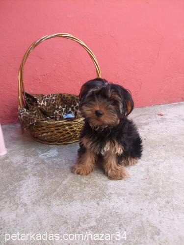 badem Erkek Yorkshire Terrier