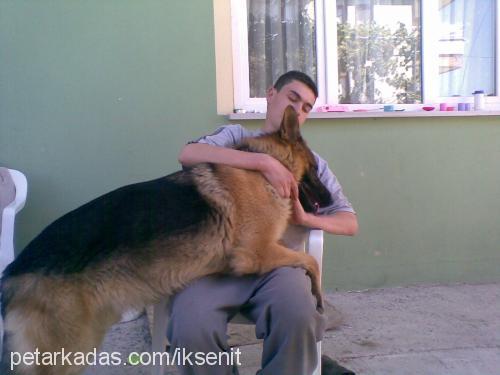 carlos Erkek Alman Çoban Köpeği