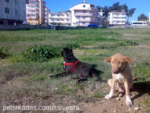 asi Erkek Amerikan Pitbull Terrier