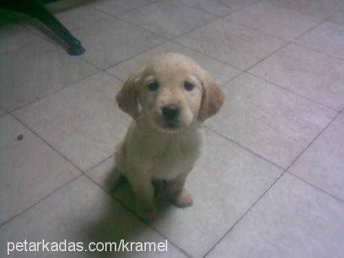 karamel Dişi Golden Retriever