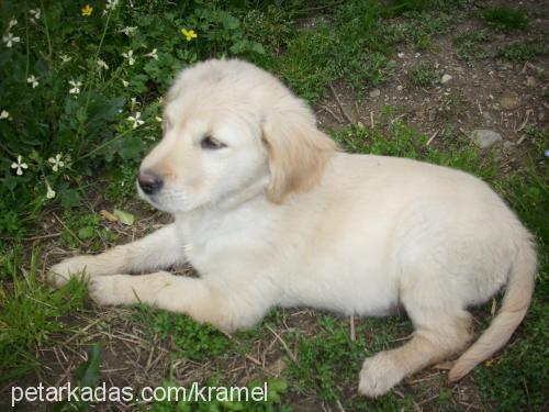 karamel Dişi Golden Retriever