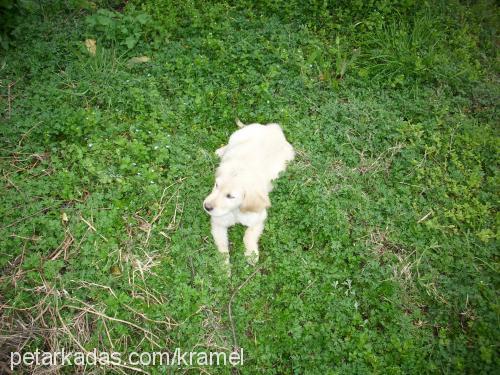 karamel Dişi Golden Retriever