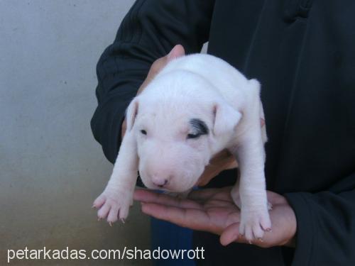 cesyninyavrular Erkek Bull Terrier