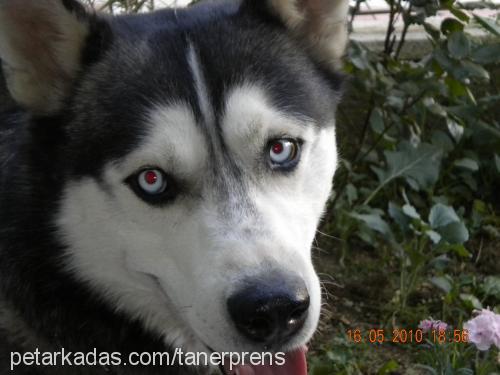 prens Erkek Sibirya Kurdu (Husky)