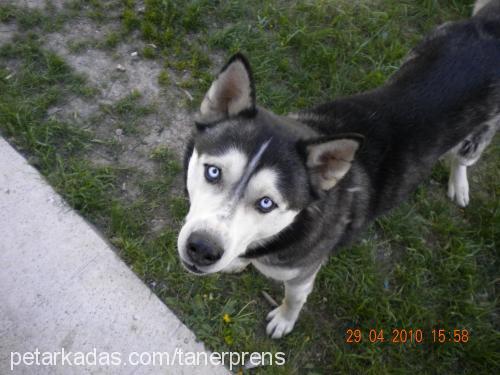 prens Erkek Sibirya Kurdu (Husky)