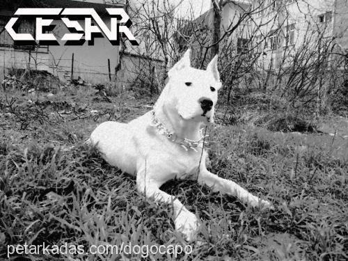 cesar Erkek Dogo Arjantin