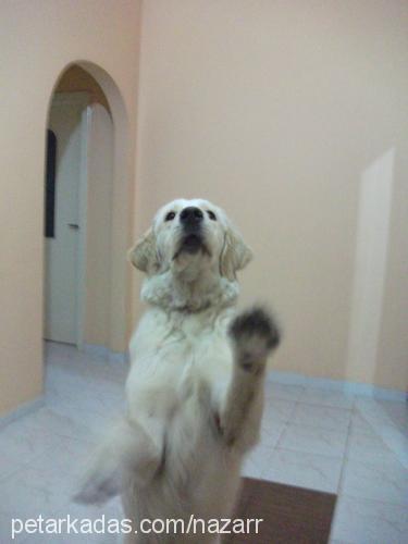 nazar Dişi Golden Retriever