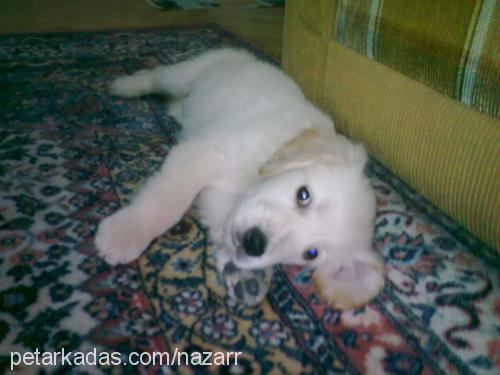 nazar Dişi Golden Retriever