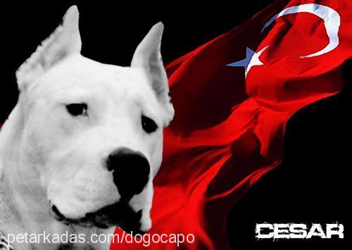 cesar Erkek Dogo Arjantin