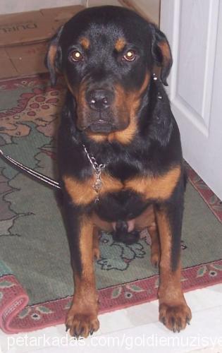 leo Erkek Rottweiler