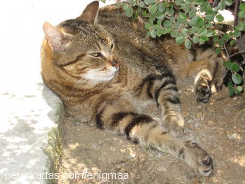 rukiye Dişi Tekir Kedi