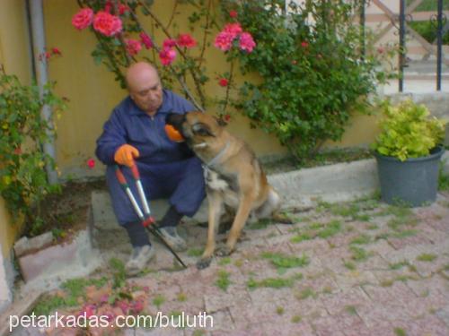 bulut Erkek Belçika Malinois