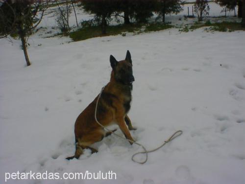 bulut Erkek Belçika Malinois