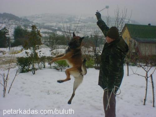 bulut Erkek Belçika Malinois