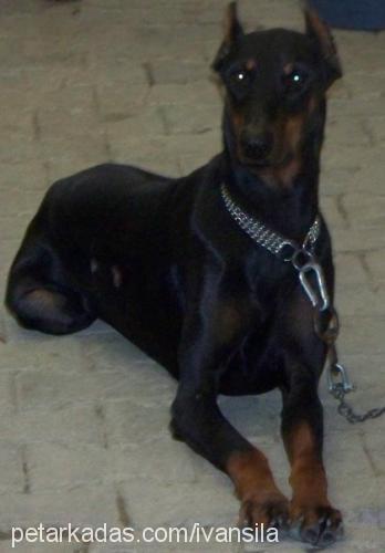 İvanveŞila Erkek Doberman Pinscher