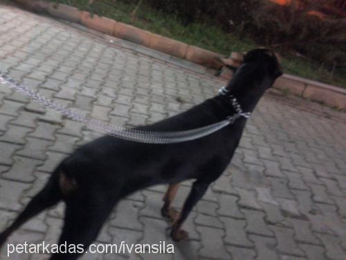 İvanveŞila Erkek Doberman Pinscher