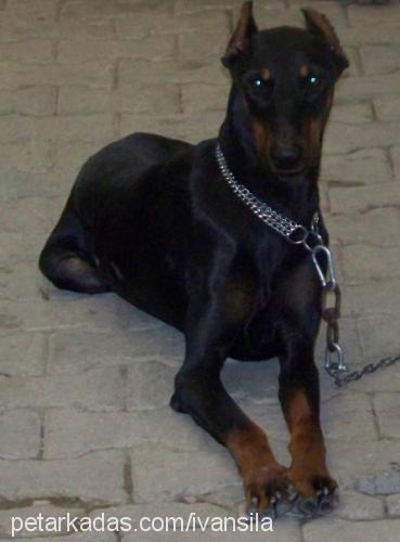 İvanveŞila Erkek Doberman Pinscher