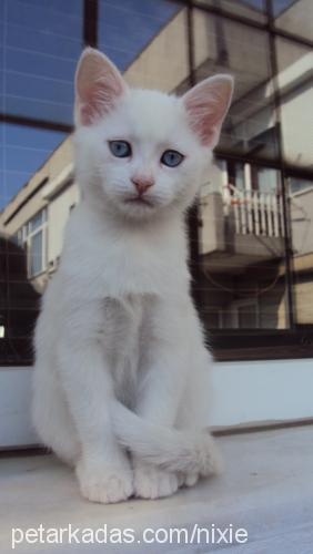 nixi Dişi Ankara Kedisi (Angora)