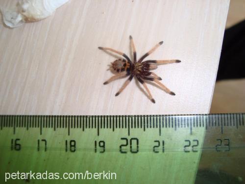 chromatopelma.c Dişi 