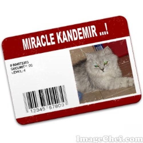 miracle Dişi Chinchilla