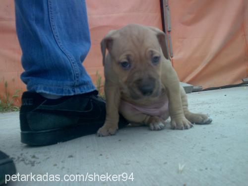 reyna Dişi Amerikan Staffordshire Terrier