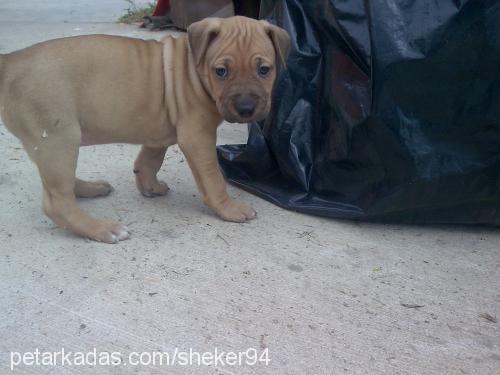 reyna Dişi Amerikan Staffordshire Terrier