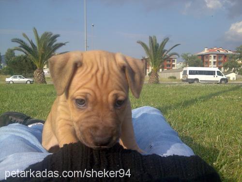 reyna Dişi Amerikan Staffordshire Terrier