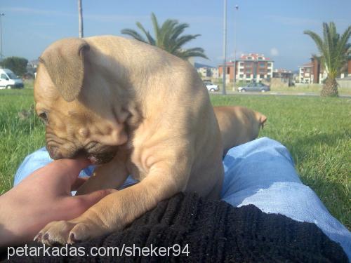 reyna Dişi Amerikan Staffordshire Terrier