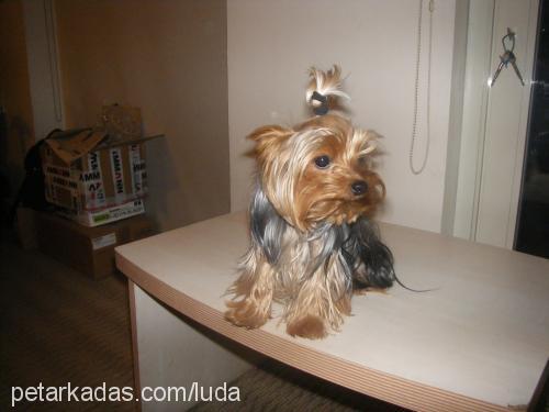 liza Dişi Yorkshire Terrier