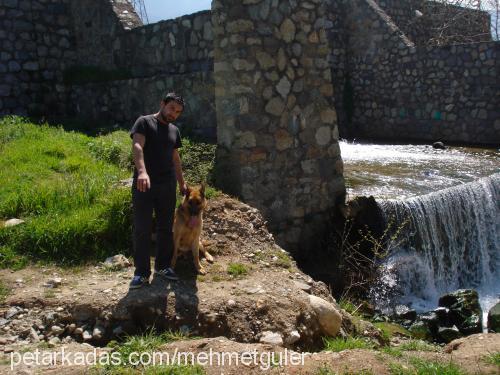 hector Erkek Alman Çoban Köpeği