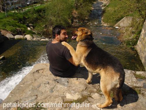 hector Erkek Alman Çoban Köpeği