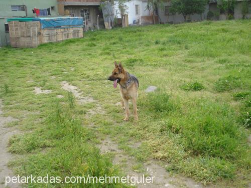 hector Erkek Alman Çoban Köpeği