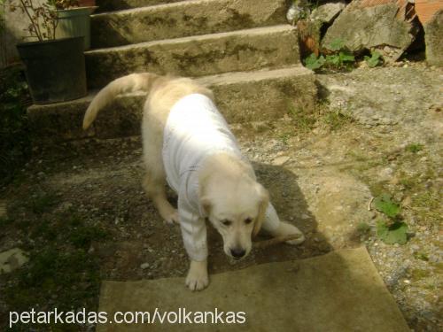 dodo Dişi Golden Retriever