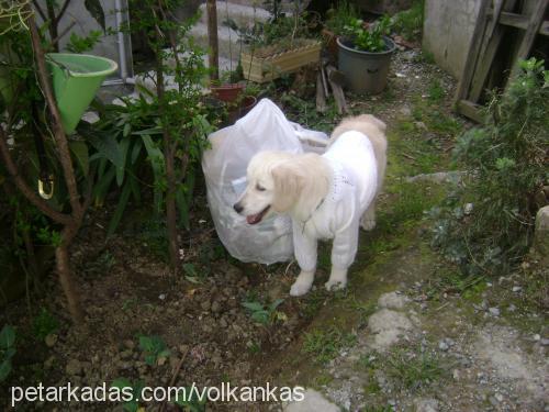 dodo Dişi Golden Retriever