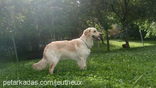 paris Dişi Golden Retriever