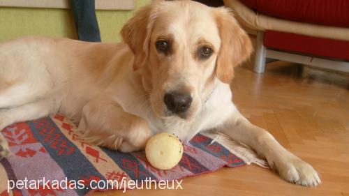 paris Dişi Golden Retriever