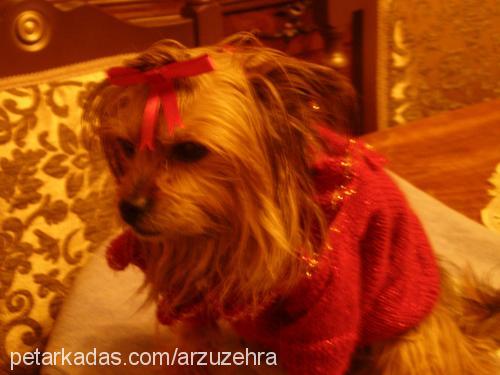 daisy Dişi Yorkshire Terrier